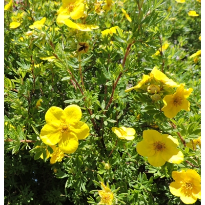 Nátržník - Potentilla fruticosa 'Goldstar' Co1L