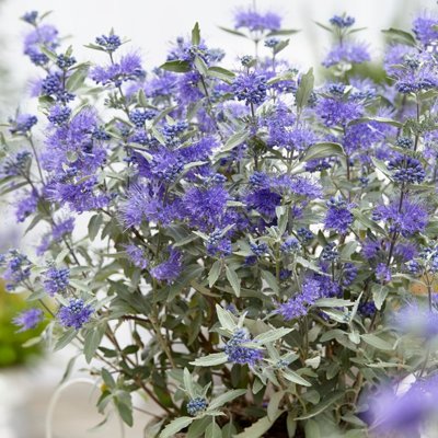 Caryopteris x clandonensis 'Sterling Silver'  Co...