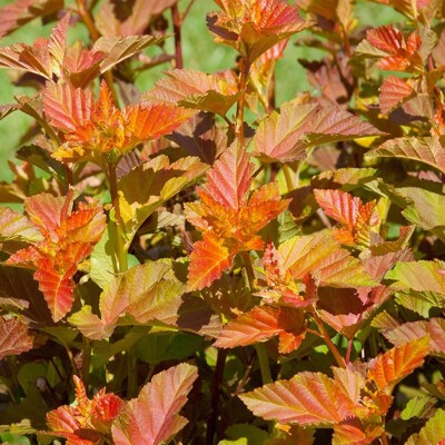 Tavo?a  - Physocarpus opulifolius ´Amber Jubilee´ Co2,5L  30/40