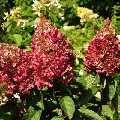 Hortenzia metlinatá - Hydrangea paniculata &#039;Wim´s Red&#039;  Co4L 20/30