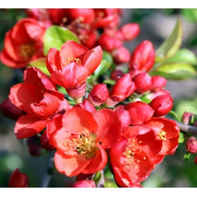 Dulovec japonský - Chaenomeles japonica ´Sargentii´