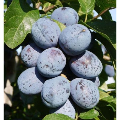 Slivka - Prunus domestica 'Černčická'