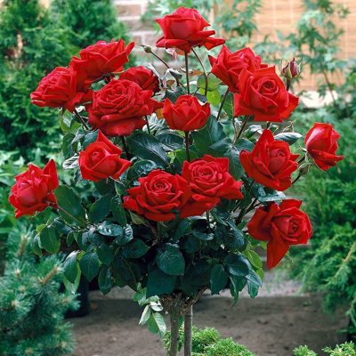 Ruža - Rosa Rouge Meilove KM110