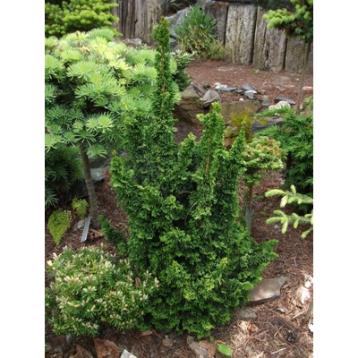 Tuja západná - Thuja occidentalis ´Malonyana Holub´ Co2L  15/20