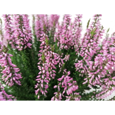Vres obyčajný - Calluna vugaris - ružová P12
