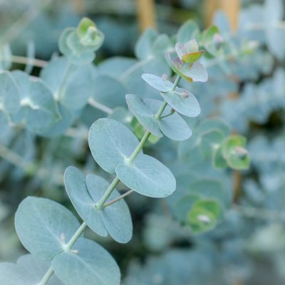 Eukalyptus gunniho - Eucalyptus gunnii ´Blue Ice...