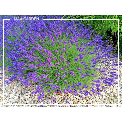 Levanduľa úzkolistá  -  Lavandula angustifolia &#039;Esence Purple&#039;  P23 35/40