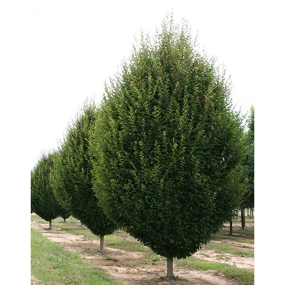 Hrab obyčajný - Carpinus betulus ´Fastigiata´ Co35L 250/300 10/12