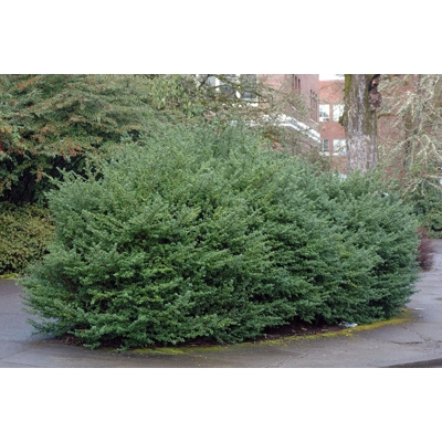 ILEX CRENATA ´Convexa´ - 60/80cm