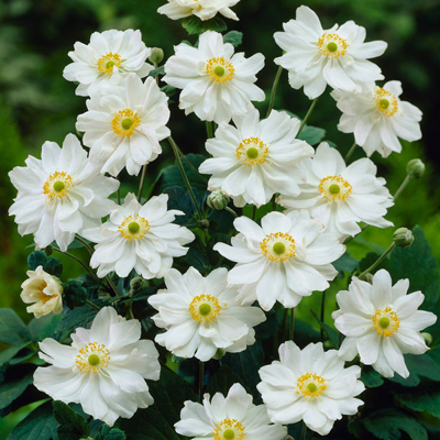 Anemone Fantasy ´Snow Angel´  Co2
