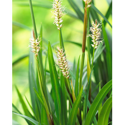 Ostrica japonská - Carex morrowii ´Irish Green´  Co9  15/20