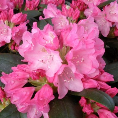 Rododendrón - Rhododendron Yakushimanum &#039;Kalinka&#039;  Veľkosť: 30-40, K4
