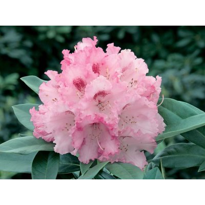 Rododendrón - Rhododendron Yakushimanum &#039;Arabella&#039;  Veľkosť: 30-40, K4