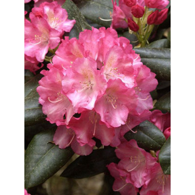 Rododendrón - Rhododendron Yakushimanum &#039;Marlis&#039;  Veľkosť: 30-40, K4