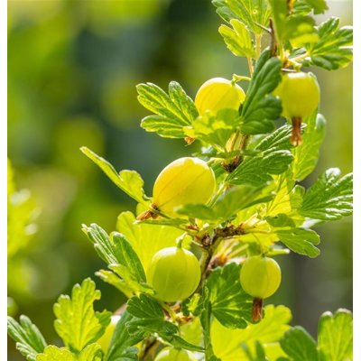 Egreš biely -  Ribes uva-crispa  &#039;Hinnonmaeki Geel&#039;  Veľkosť: 40 , RK2