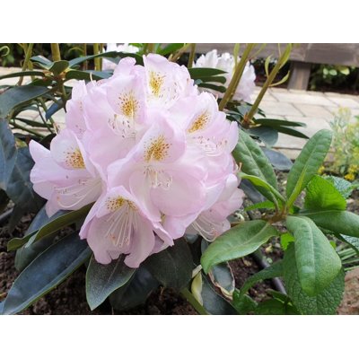 Rododendrón - Rhododendron  &#039;Gomer Waterer&#039;  30/40 Co4L