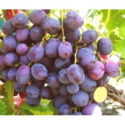 Vinič stolový - Vitis vinifera &#039;Armani´- ružové Co3L KM20