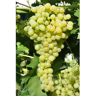 Vinič stolový - Vitis vinifera &#039;Besy´- biele bezsemenné Co3L KM20