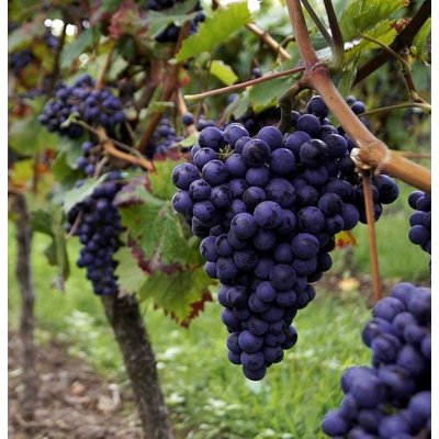 Vinič stolový - Vitis vinifera &#039;Rošfor´- ružové Co3L KM20