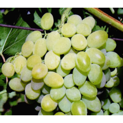 Vinič stolový - Vitis vinifera &#039;Vlasta´- biele bezsemenné Co3L KM20
