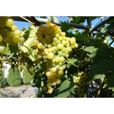 Vinič stolový - Vitis vinifera &#039;Zora´- biele bezsemenné Co3L KM20