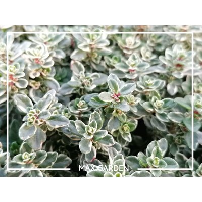 Dúška - Thymus vulgaris &#039;Silver Queen&#039;  P14