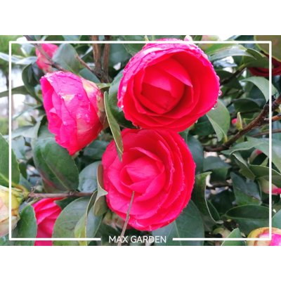 Kamélia Japonská červená  - Camellia japonica &#039;Princess Bachiocchi&#039;  Veľkosť: ...