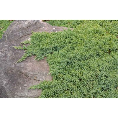 Borievka procumbens &#039;Nana&#039;- Juniperus procumbens &#039;Nana&#039; Co2L 20/30