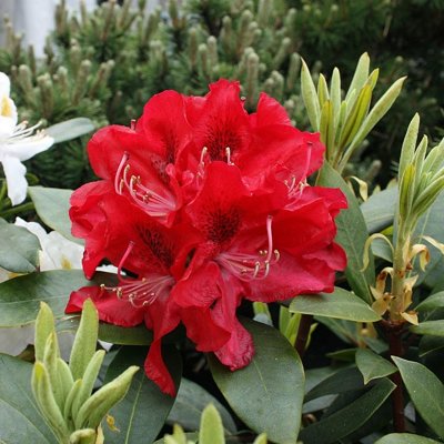 Rododendrón - Rhododendron &#039;Karl Naue&#039;  20/30 Co4L