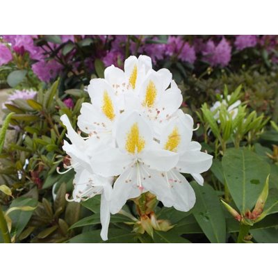 Rododendrón - Rhododendron  &#039;Madame Masson&#039;  25/3 Co3L