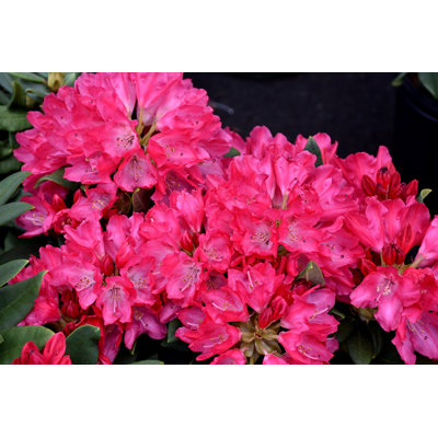 Rododendrón - Rhododendron Yakushimanum &#039;Sneezy&#039; 20/30 Co4L