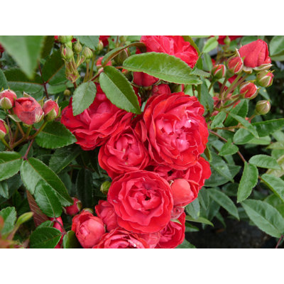 Ruža záhonová - Rosa &#039;Morsdag&#039; - červená Co3L