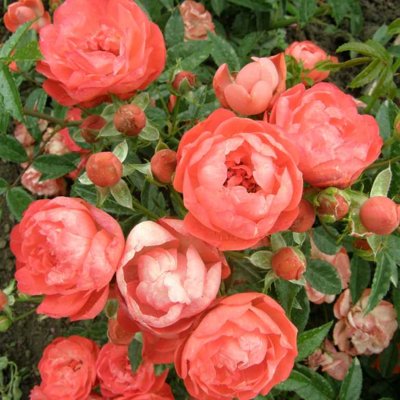 Ruža záhonová - Rosa 'Orange Morsdag' - oranžová Co3L
