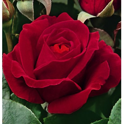 Ruža záhonová - Rosa floribunda ´Dame de Coeur´ - veľkokvetá červená Co3L