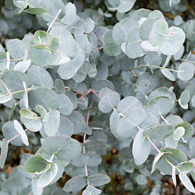 Eukalyptus gunniho - Eucalyptus gunnii  Co25/30L  vysokokmeň
