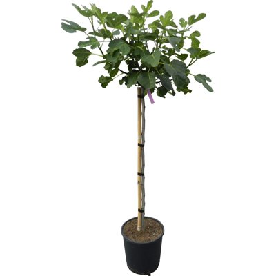 Ficus carica ´Brown Turkey´ Co15L  1/2 kmeň 80/1...