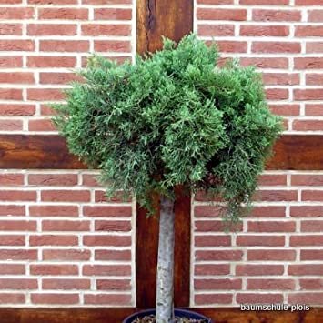 Borievka virginská - Juniperus virginiana ´Grey Owl´ Co14L 1/2 kmeň
