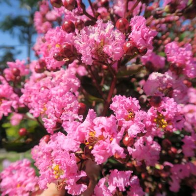 Myrta krepová sv.ružová - Lagerstroemia indica ´Rhapsody Pink´ Co10L 20/30