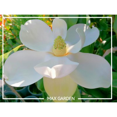 Magnólia veľkokvetá - Magnolia grandiflora &#039;Gallisoniensis&#039; Co18L 110/130