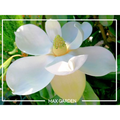 Magnólia veľkokvetá - Magnolia grandiflora ´Gali...