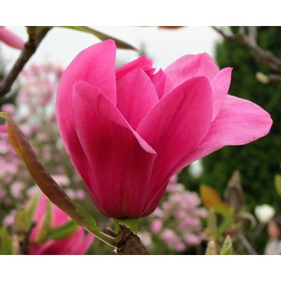 Magnolia 'Ian´s Red'  Co15L  150/200