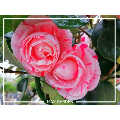 Kamélia Japonská ružová - Camellia japonica ´Lav...