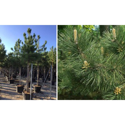 Pinus Nigra ´Brevifolia´  Co25L  km160 d50-60 7-...