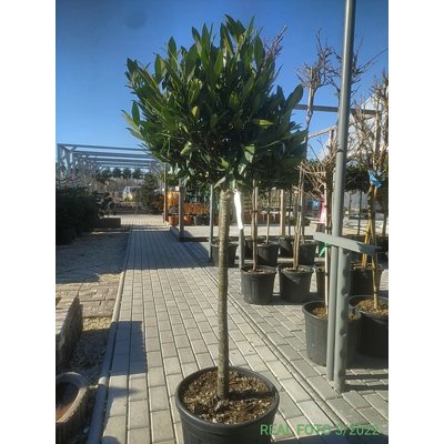 Vavrínovec lekársky - Prunus laurocerasus ´Otto Luyken´  Co25L KM80 d50-60