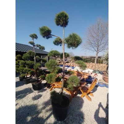 Borovica lesná - Pinus sylvestris POM-POM Co70L 200/250