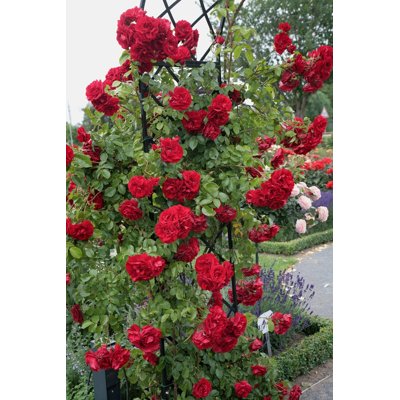 Ruža popínavá - červená - Rosa ´Klettermaxe Flor...