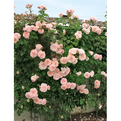 Ruža popínavá - bl.ružová - Rosa ´Andre Le Notre´ Co5L 180/200