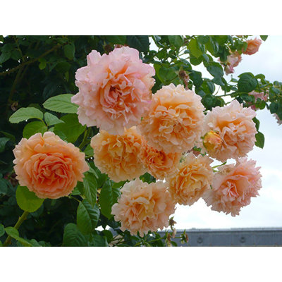 Ruža popínavá - oranžová - Rosa ´Polka Mandarine...