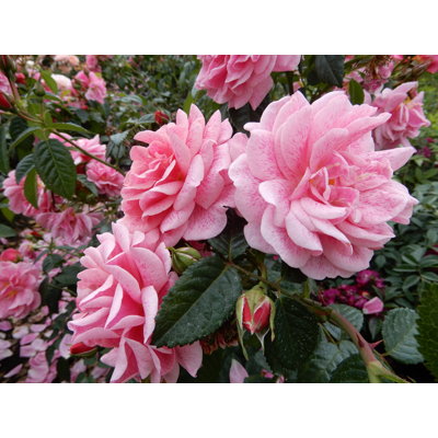 Ruža popínavá -ružová - Rosa ´Camelot Tantau´ Co10L 200/220