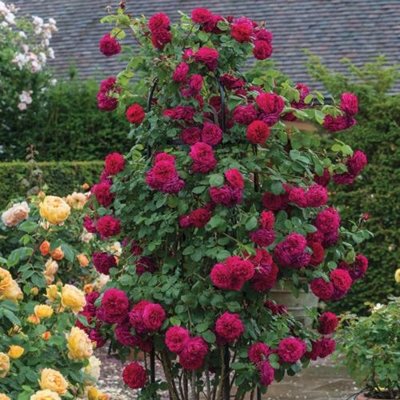 Ruža popínavá -červená - Rosa ´Camelot Tantau´ C...